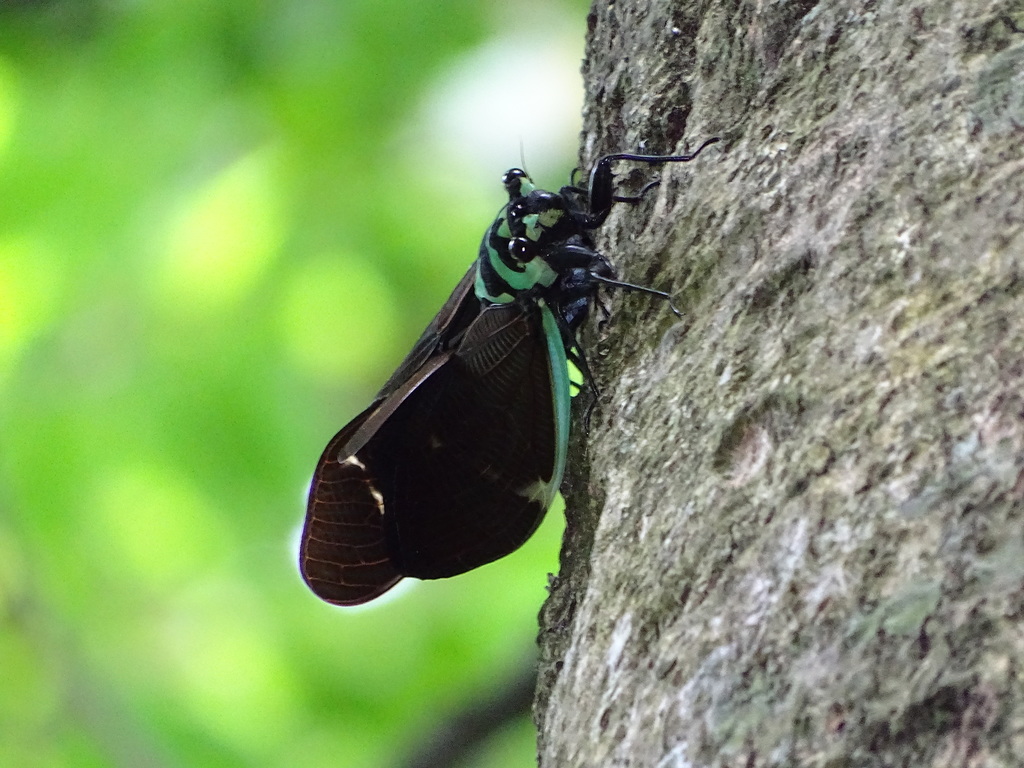 Formotosena seebohmi