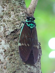 Formotosena seebohmi