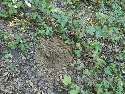 European Mole