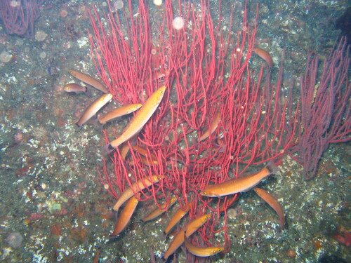 Señorita (Oxyjulis californica) — Labridae — 5