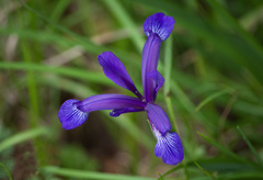 Iris sintenisii