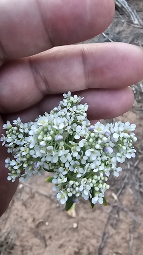 Eastwood's tall pepperwort (Lepidium eastwoodiae)