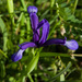 Iris sintenisii - Photo (c) katunchik, some rights reserved (CC BY), uploaded by katunchik