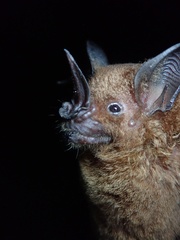 Phyllostomus elongatus