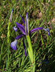 Iris sintenisii