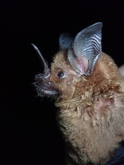Phyllostomus elongatus