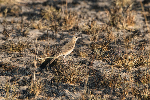iNaturalist image