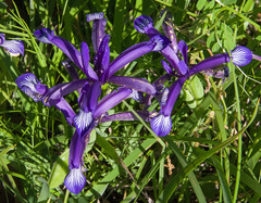 Iris sintenisii