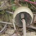 Panaeolus semiovatus - Photo (c) Linda Gail Price, algunos derechos reservados (CC BY-NC), subido por Linda Gail Price