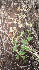 Mirabilis ovata