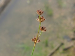 Juncus acuminatus