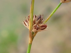 Juncus acuminatus