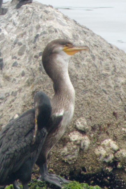 Japanese Cormorant