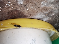 Pristiphora appendiculata