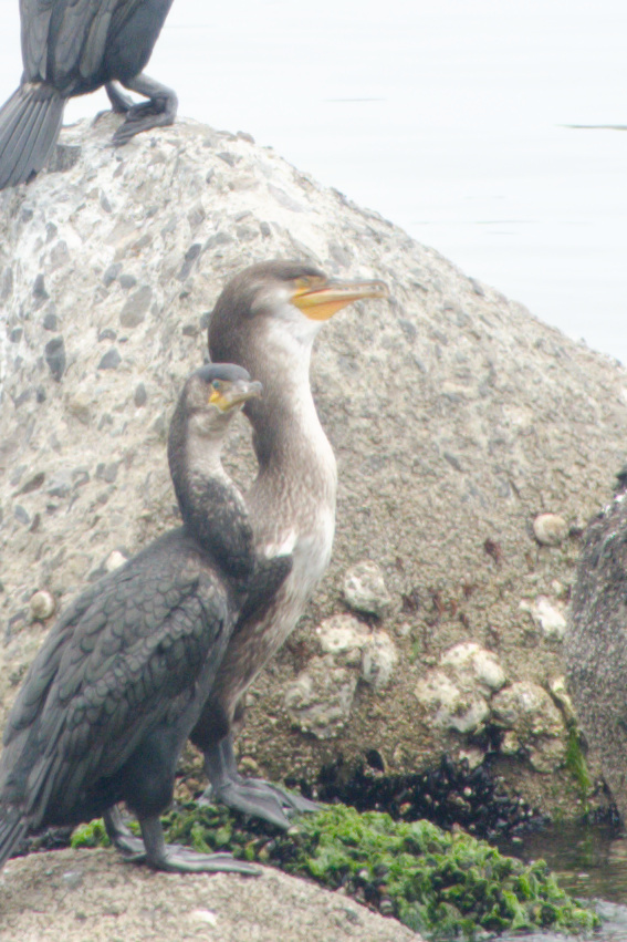 Japanese Cormorant