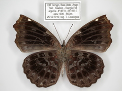 Ariadne albifascia