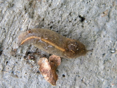 Tandonia sowerbyi