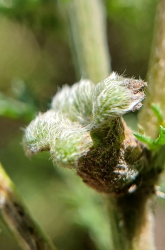 Rhopalomyia millefolii