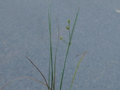 Juncus anthelatus