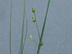 Juncus anthelatus