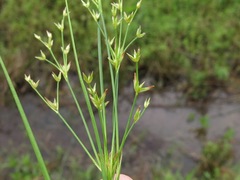 Juncus debilis