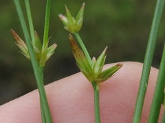 Juncus debilis