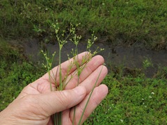 Juncus debilis
