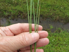 Juncus debilis