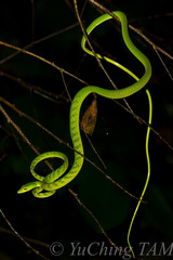 Ahaetulla mycterizans