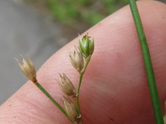 Juncus dichotomus