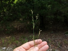 Juncus dichotomus