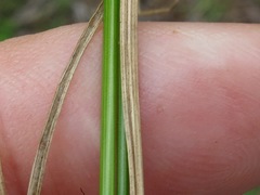 Juncus dichotomus
