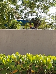 Agama picticauda image