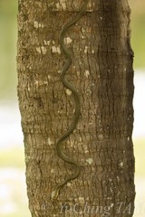 Chrysopelea paradisi