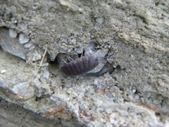 Porcellio obsoletus