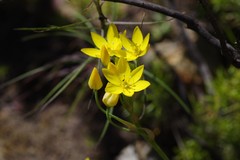 Ornithogalum dubium
