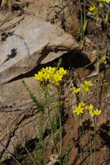 Ornithogalum dubium