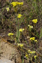 Ornithogalum dubium