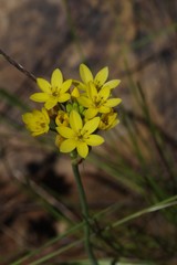 Ornithogalum dubium