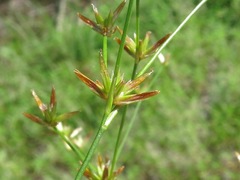 Juncus diffusissimus