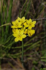 Ornithogalum dubium
