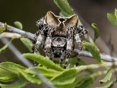 Araneus grossus