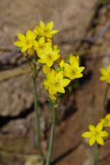 Ornithogalum dubium