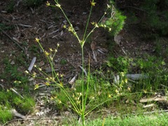 Juncus diffusissimus