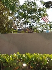 Agama picticauda image