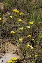 Ornithogalum dubium