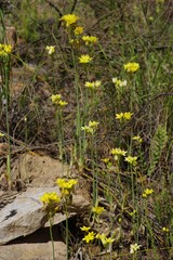 Ornithogalum dubium