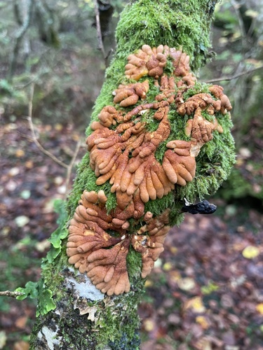 Hazel Gloves