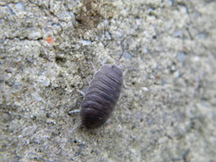 Porcellio obsoletus