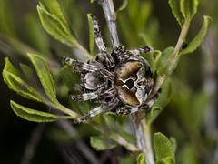 Araneus grossus